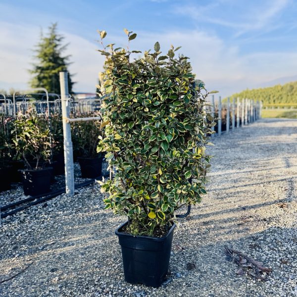 Elaeagnus ebbingei 'Viveleg' (Navadni oman Špalir)