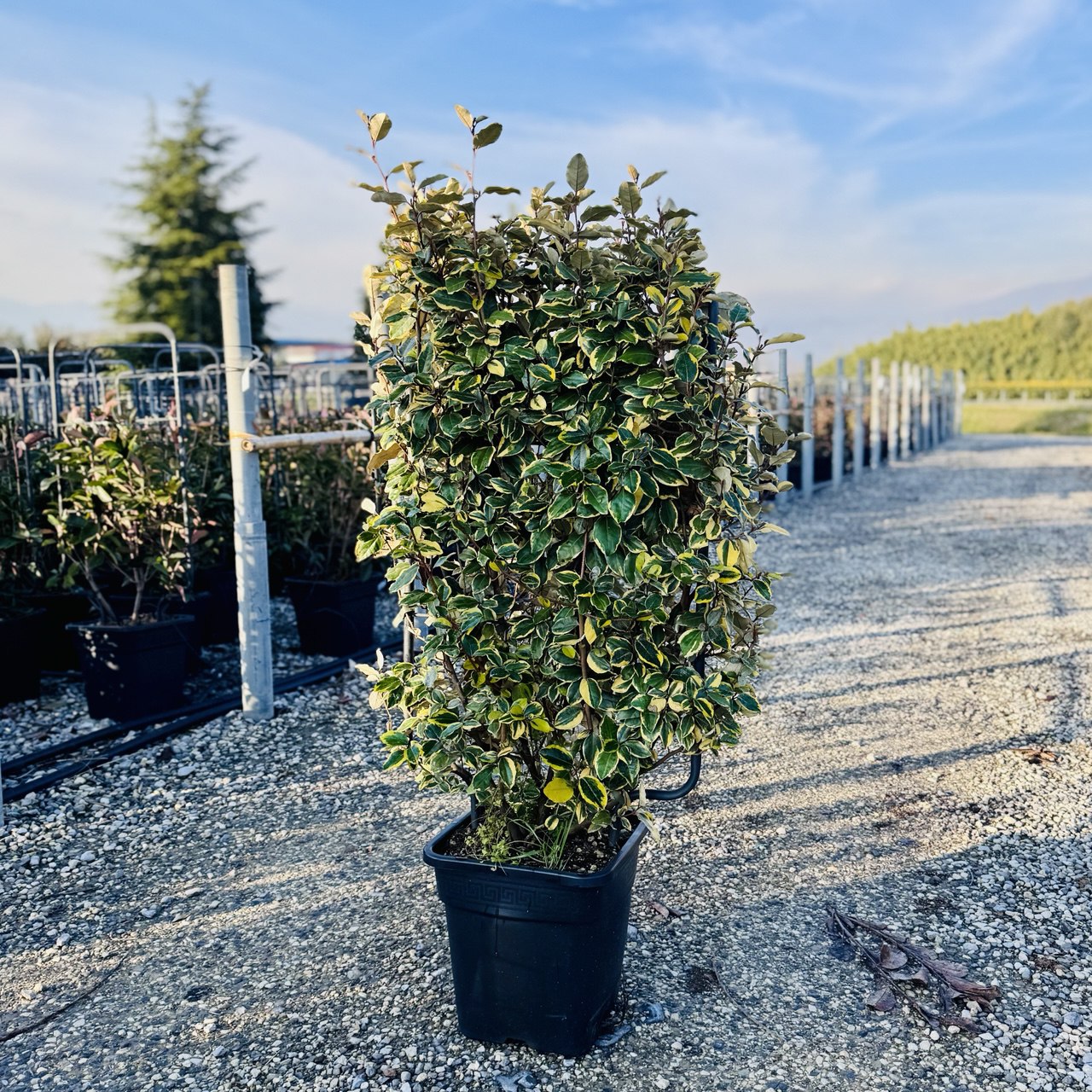 Elaeagnus × EBBINGEI 'VIVELEG' Elaeagnus ebbingei 'Viveleg' (Navadni oman Špalir) - slika 1