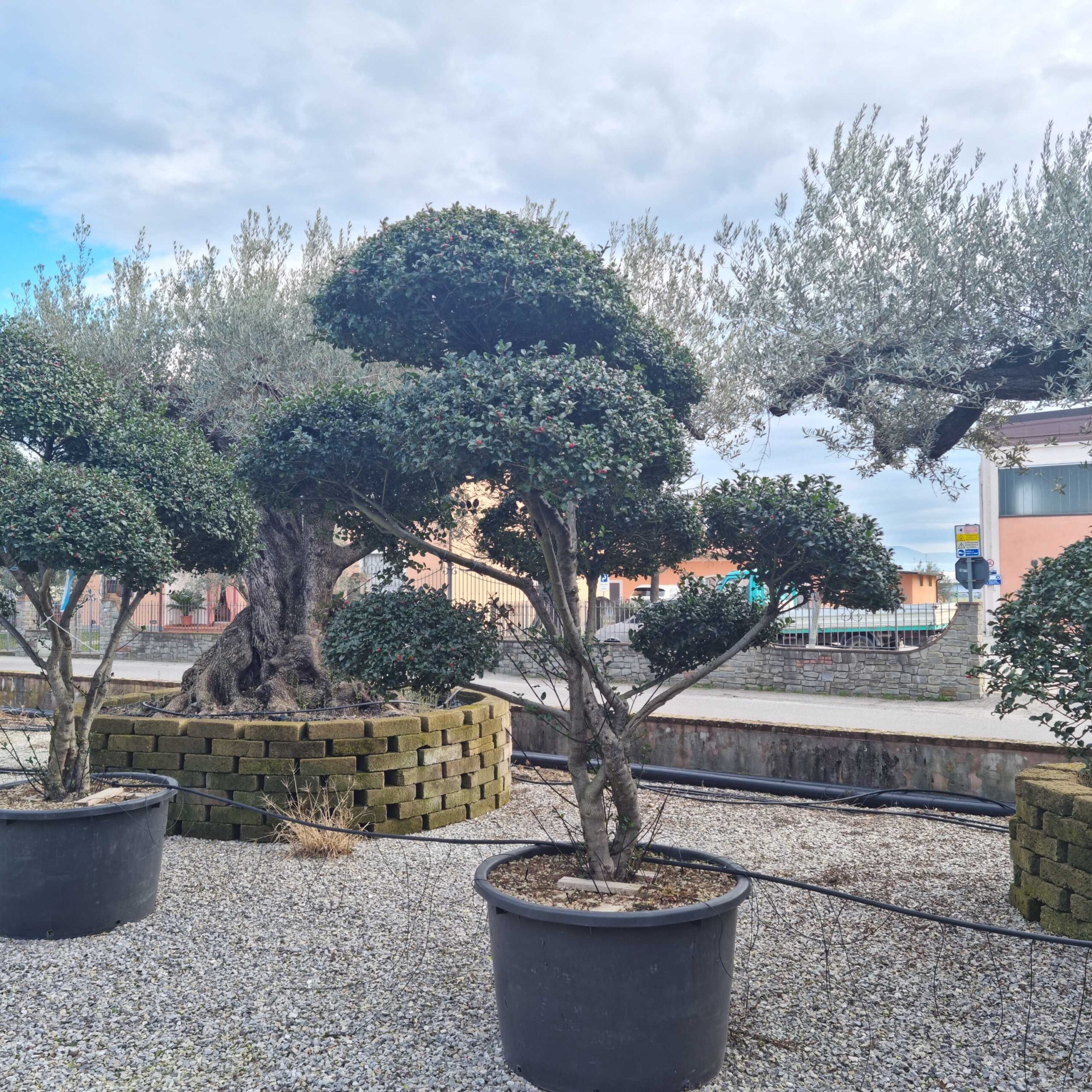 Ilex × MESERVEAE 'BLUE ANGEL' Ilex × MESERVEAE ''BLUE ANGEL' - slika 1