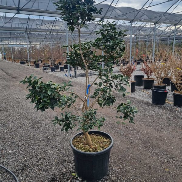 Camellia japonica 'ROSA'