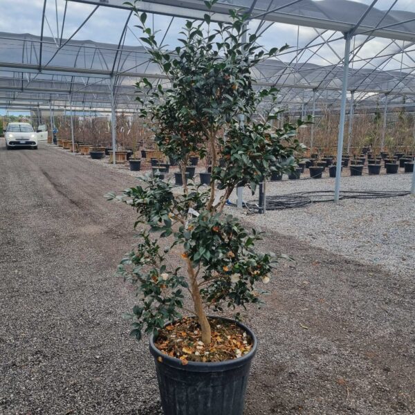 Camellia sasanqua 'NARUMI-GATA BIANCO ROSATO'