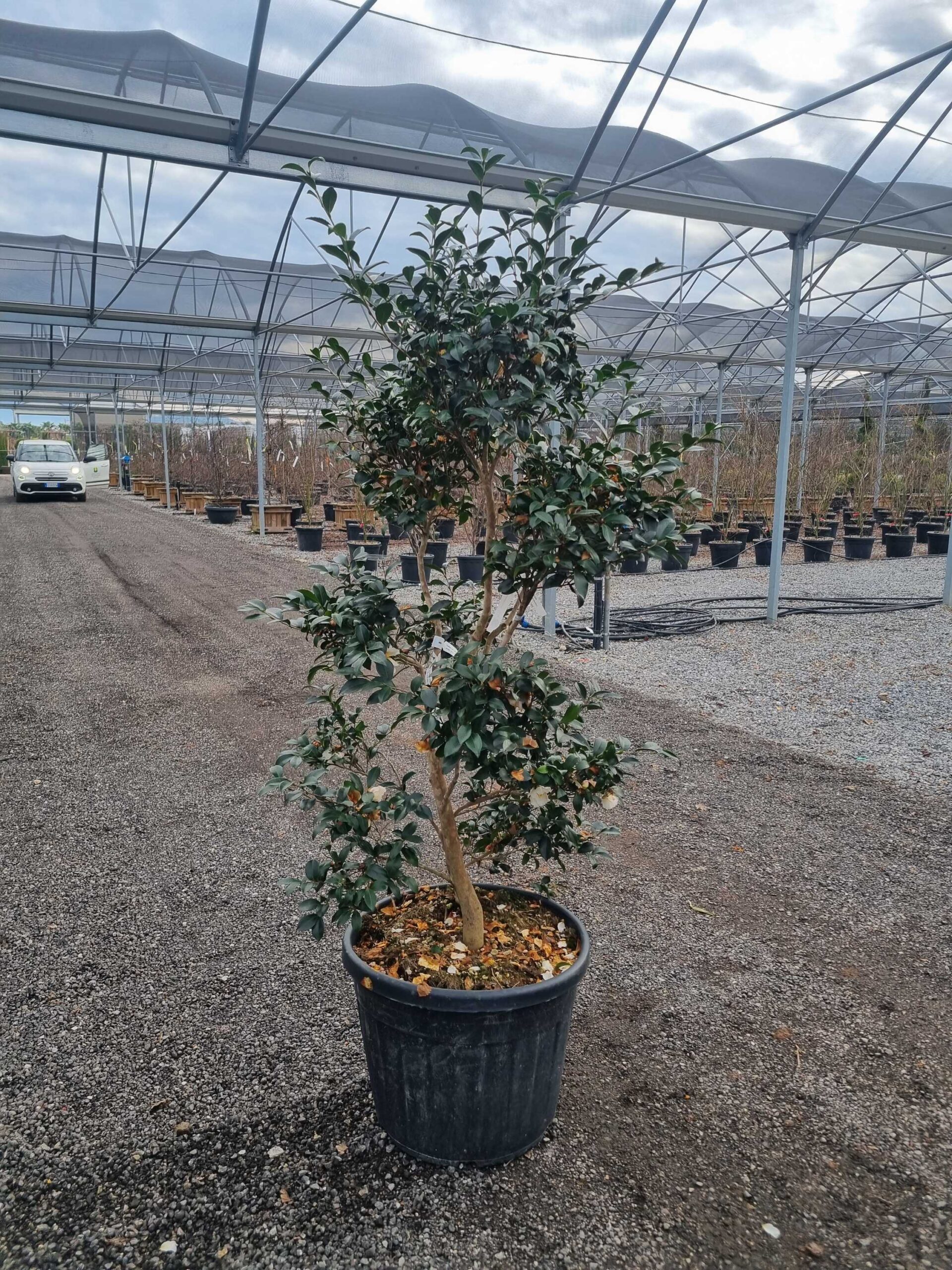 Camellia sasanqua 'NARUMI-GATA BIANCO ROSATO' Camellia sasanqua 'NARUMI-GATA BIANCO ROSATO' - slika 1