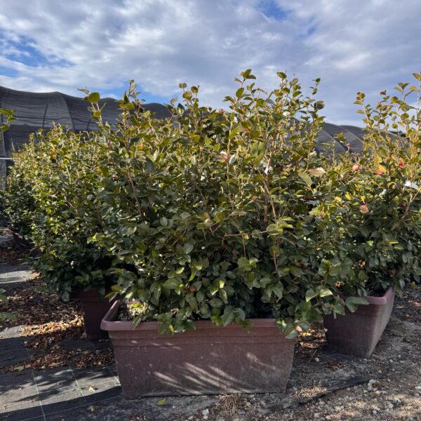 Camellia sasanqua 'BEATRICE EMILY-ROSA'