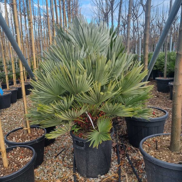 Chamaerops humilis 'Compacta' (Navadna palma)