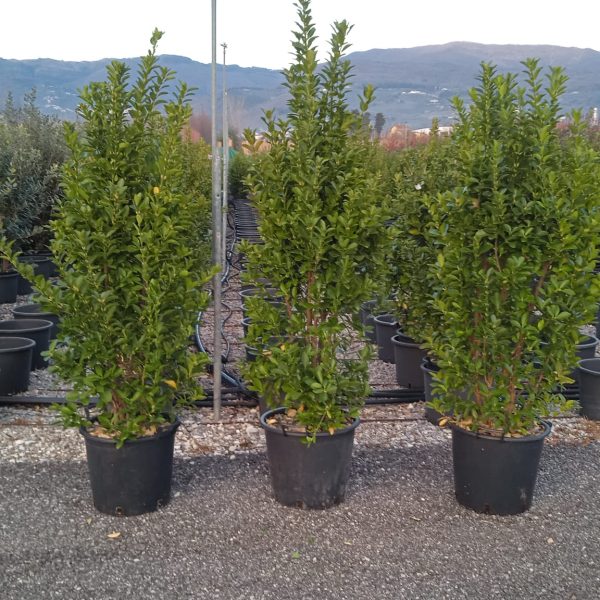 Euonymus japonicus (Japonski evonim)
