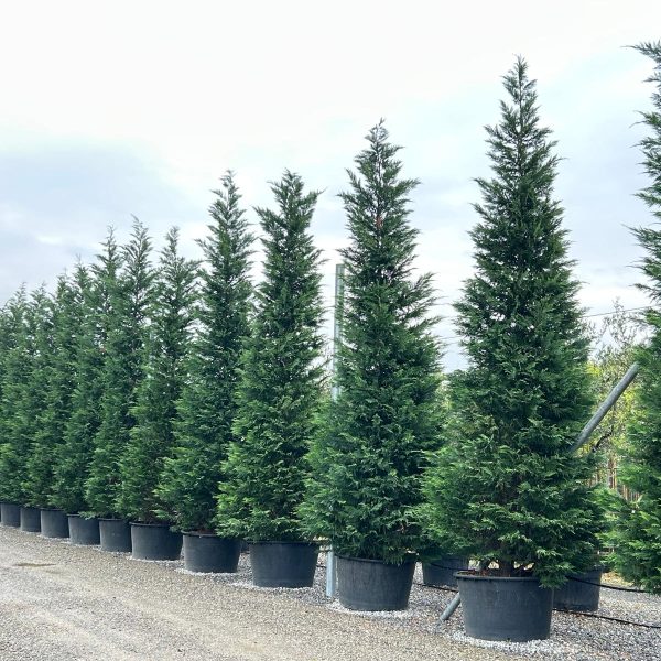 Cupressocyparis leylandii (Lejlandova cipresa)