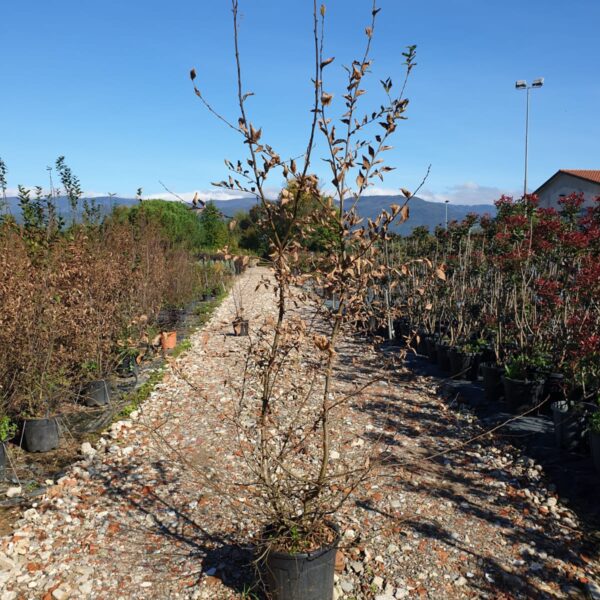 Carpinus betulus