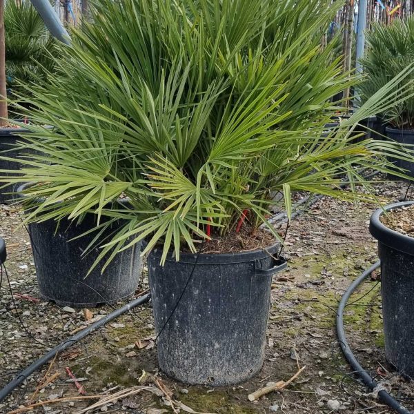 Chamaerops humilis (pritlikava bodičasta palma)