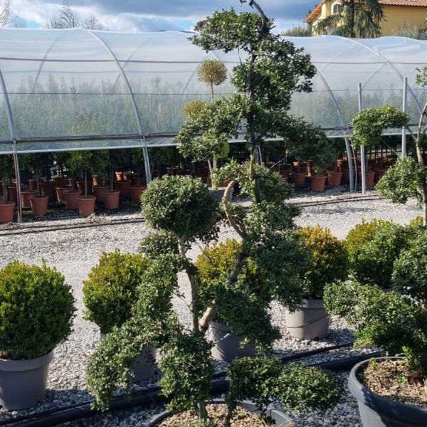 Ilex crenata 'KINME'