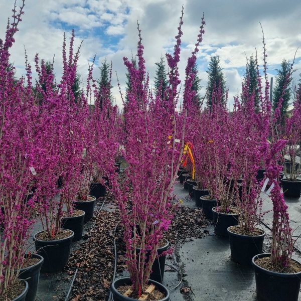 Cercis chinensis 'Avondale' (Judežev drevo)