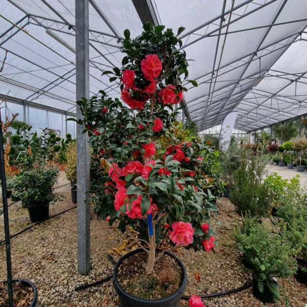 Camellia japonica 'ROSA'