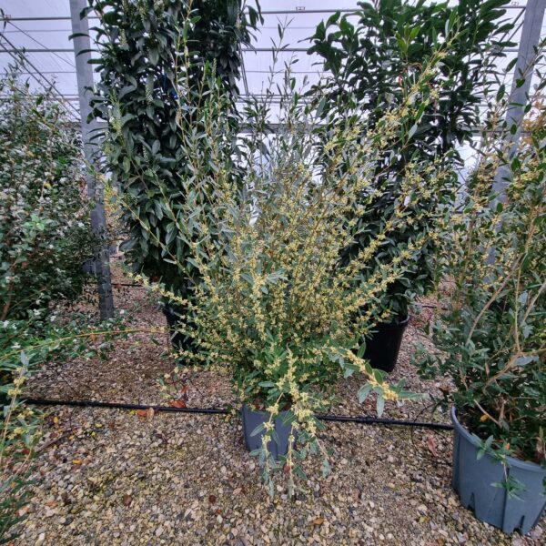 Phillyrea angustifolia