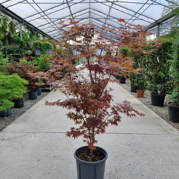 Acer palmatum 'Atropurpureum' (Rdečelistni pahljačasti javor)