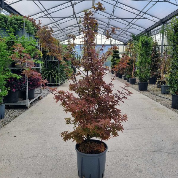 Acer palmatum 'Little Red' (Pahljač. rdečelist. javor)