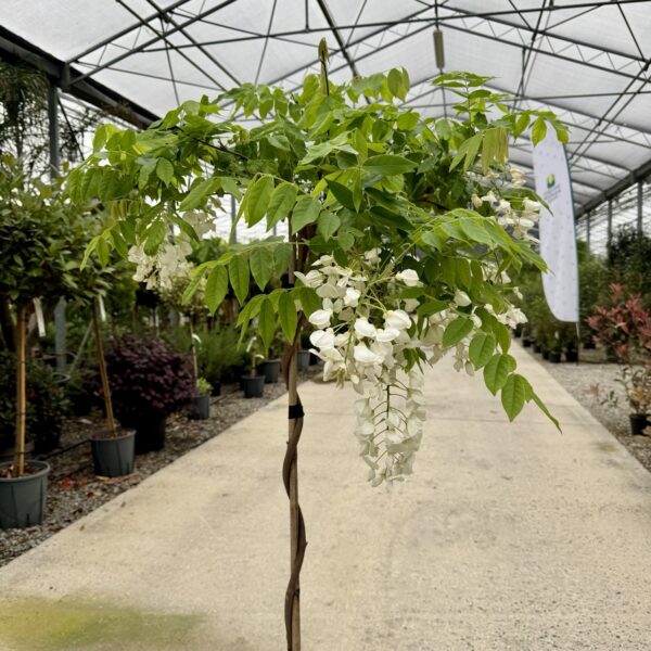 Wisteria brachybotrys 'SHIRO CAP. FUJI'