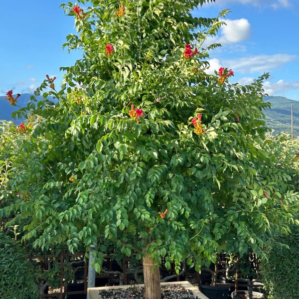 Campsis tagliabuana 'Madame Galen' (Jasminova troblja)