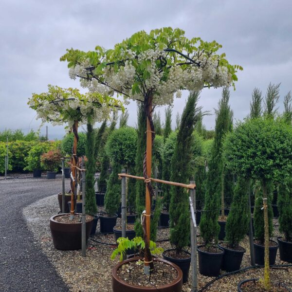 Wisteria brachybotrys 'SHIRO CAP. FUJI'