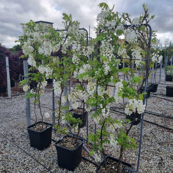 Wisteria brachybotrys 'SHOWA BENI'