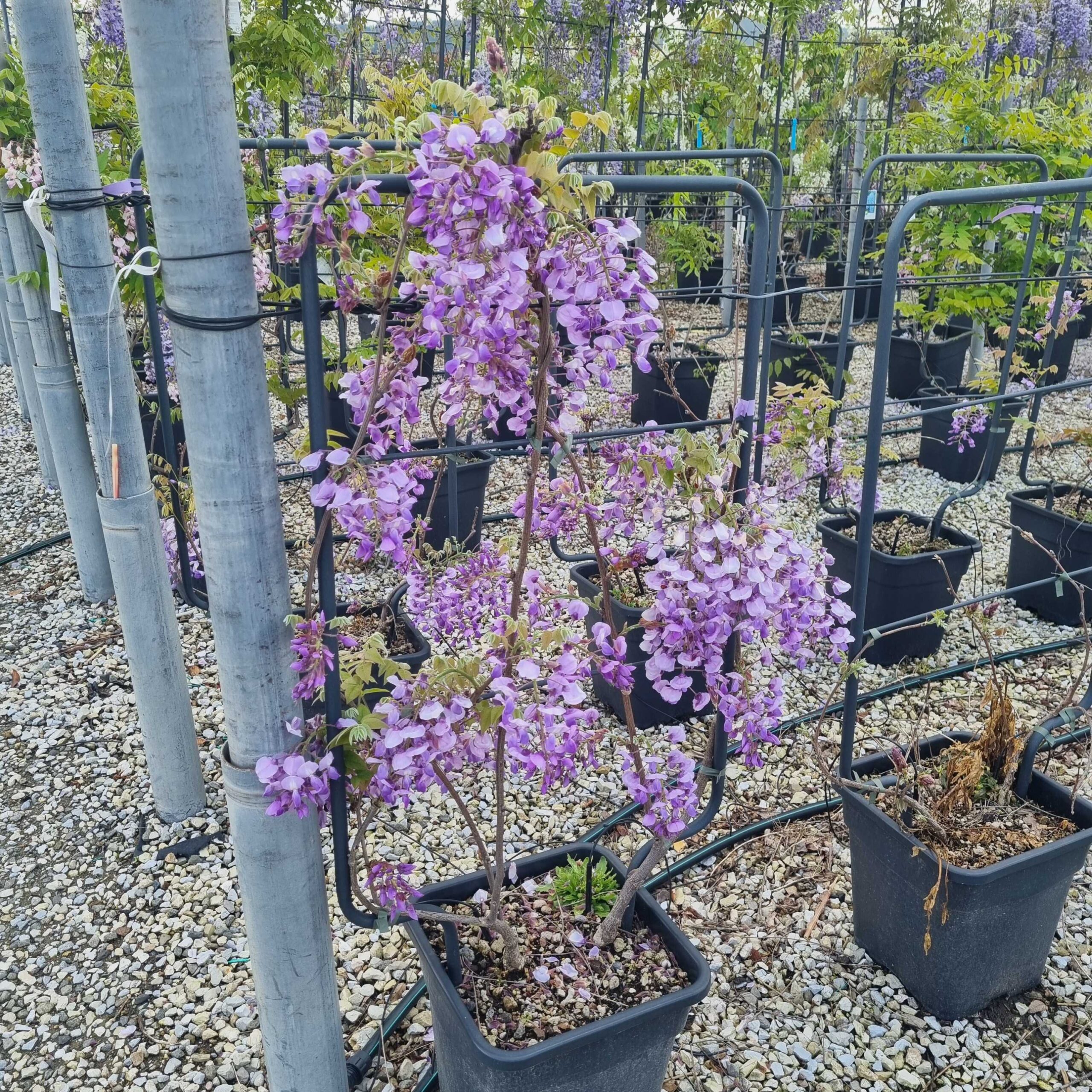Wisteria brachybotrys 'YOKOHAMA FUJI' Wisteria brachybotrys 'YOKOHAMA FUJI' - slika 1
