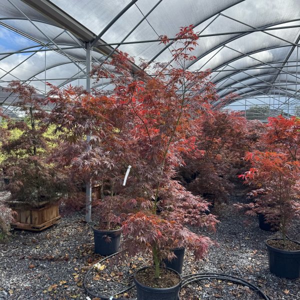 Acer  'Pacific Sunset'  (Ostrolistni javor)