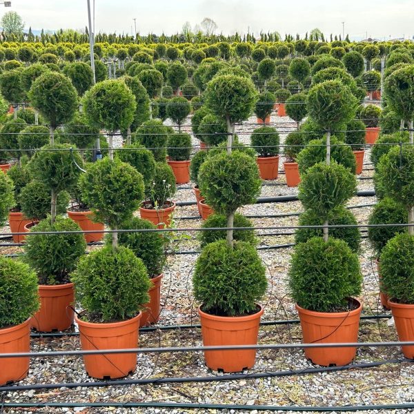 Cupressocyparis leylandii 'Castle Gold´ (Leylandova cipresa, oblikovana)