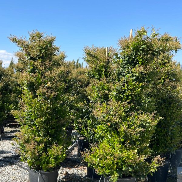 Ligustrum Texanum (Liguster Texanum)