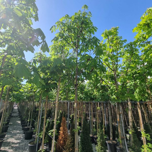 Aesculus hippocastanum (Navadni divji kostanj)
