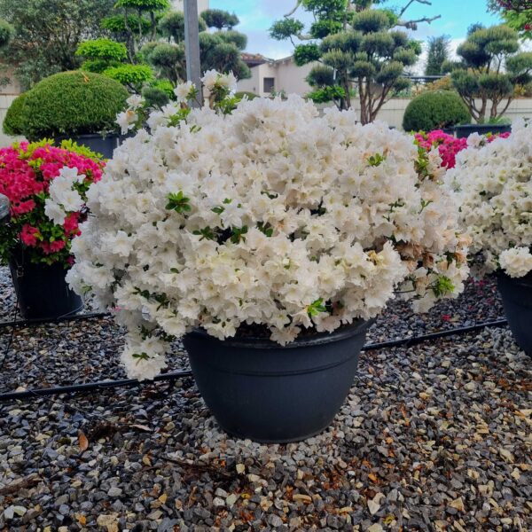 Azalea japonica 'BIANCO'