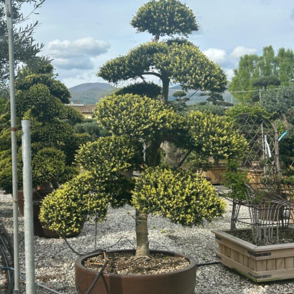 Ilex crenata 'KINME'