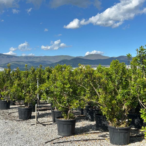 Arbutus unedo (Navadni jagodnjak)