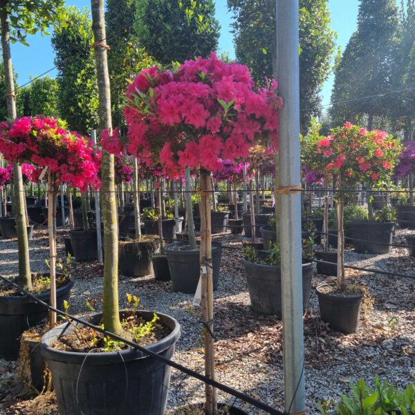 Azalea japonica 'ROSE KING'