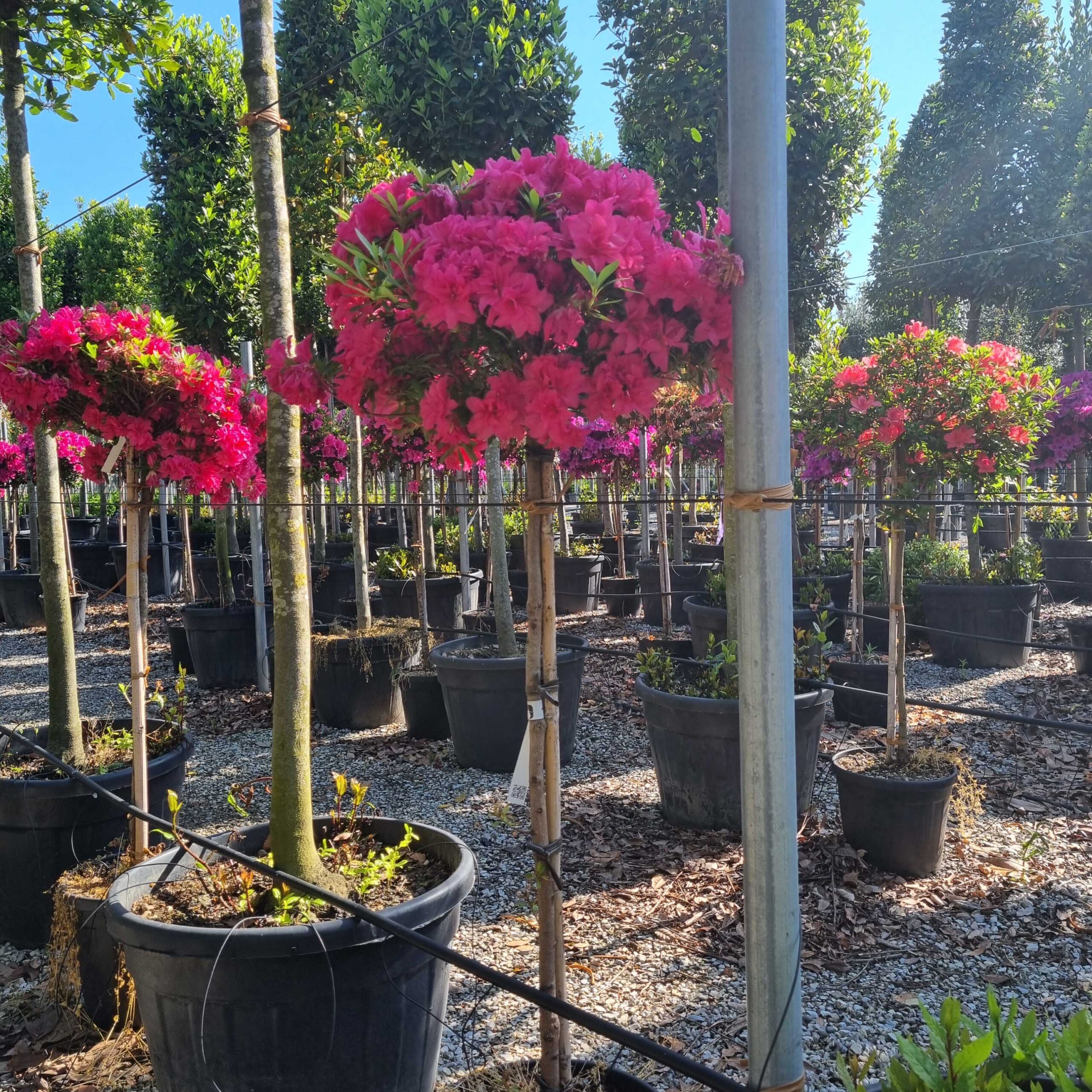 Azalea japonica 'ROSE KING' Azalea japonica 'ROSE KING' - slika 1