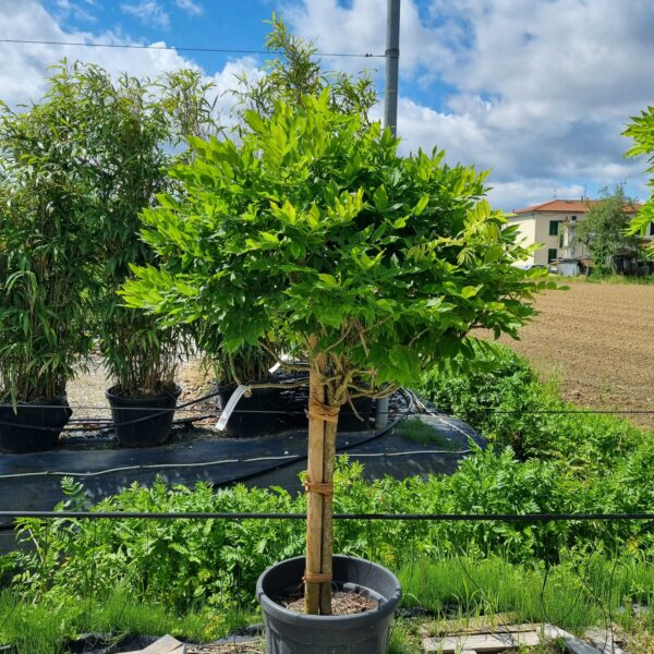 Wisteria brachybotrys 'SHIRO CAP. FUJI'