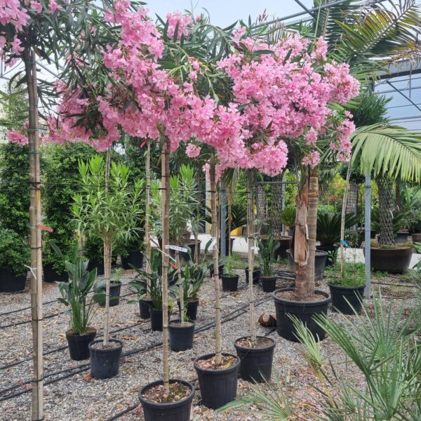 Nerium oleander 'ROSA SEMPLICE'