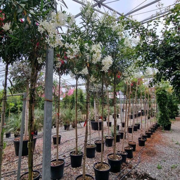 Nerium oleander 'BIANCO SEMPLICE'