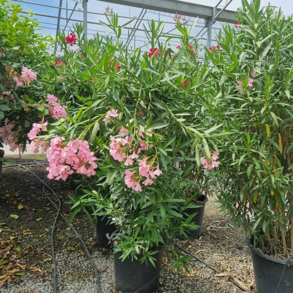 Nerium oleander 'ROSA SEMPLICE'