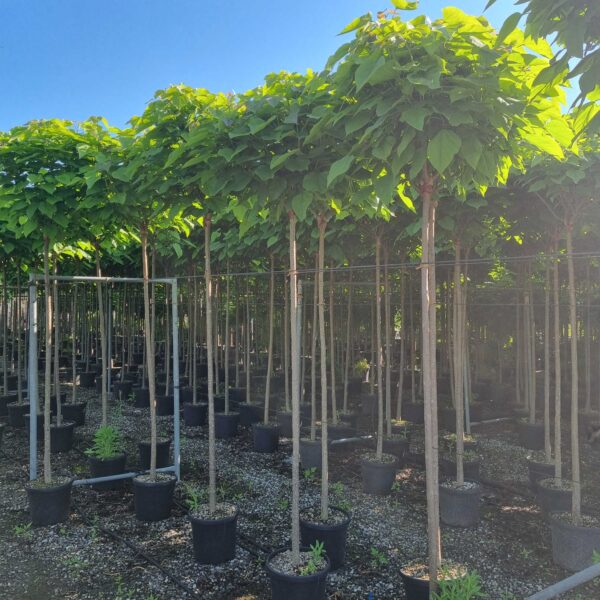Catalpa bungei
