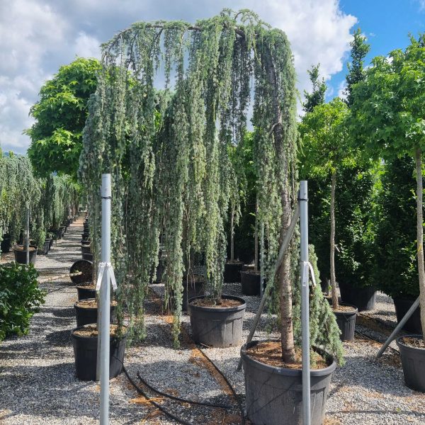 Cedrus atlantica 'Glauca Pendula' (Povešava atlaška cedra)