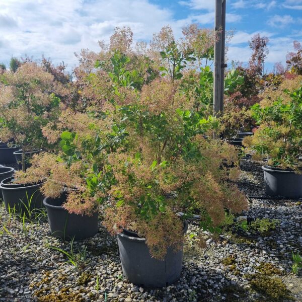 Cotinus coggygria 'Young Lady' (Navadni ruj)
