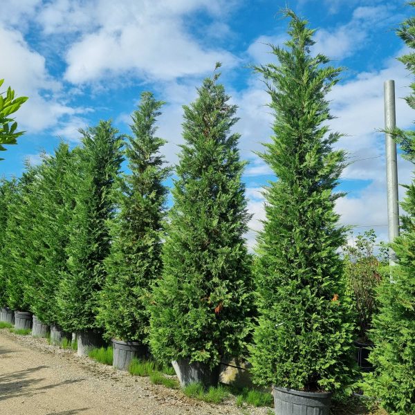 Cupressocyparis leylandii (Lejlandova cipresa)