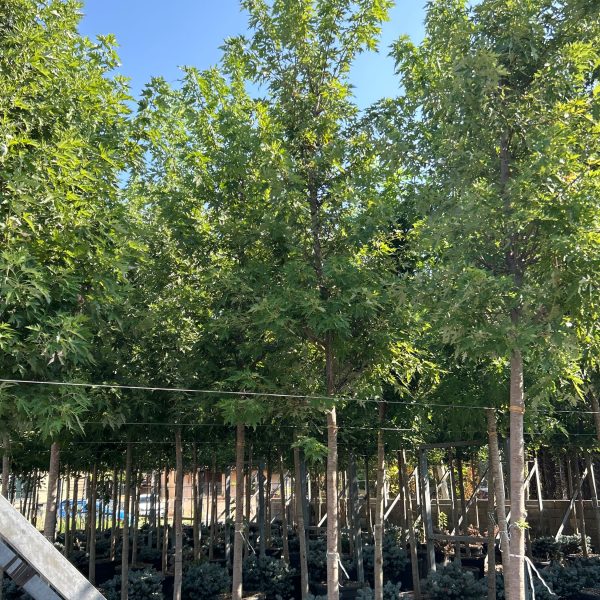 Acer saccharinum (Srebrni javor)
