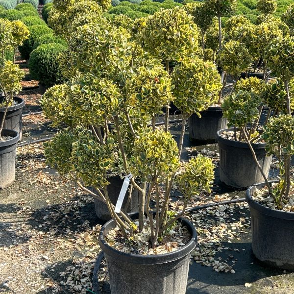 Euonymus japonicus 'Elegantissimus aureus'  (Japonska trdoleska)