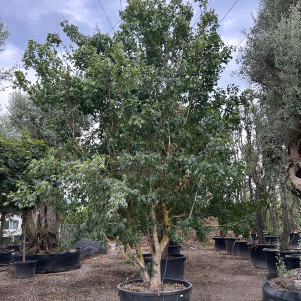 Acer campestre