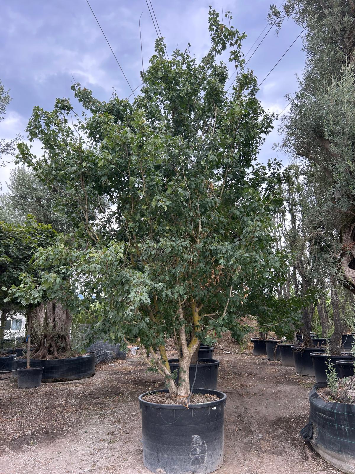 Acer campestre Acer campestre - slika 1