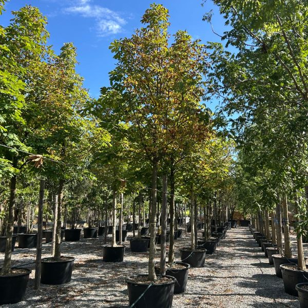 Aesculus hippocastanum 'Baumanii' (Divji kostanj)