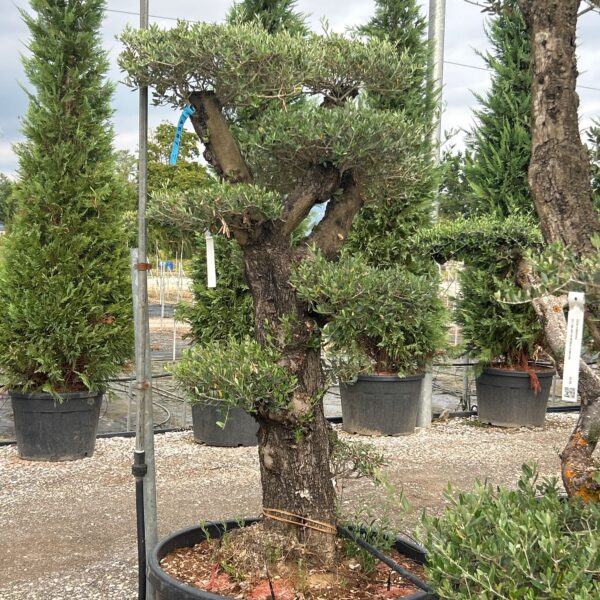 Olea Europaea (Oliva)