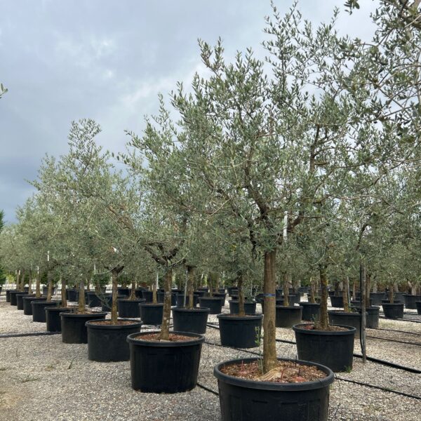 Olea europaea 'FORMA TOSCANA'