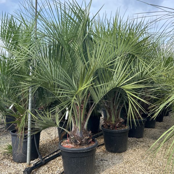 Butia capitata (Cocos australis)