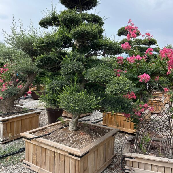 Ilex crenata 'KINME'