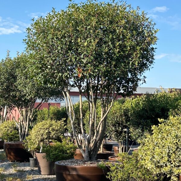 Photinia × FRASERI ''RED ROBIN'